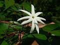 Angelwing Jasmine